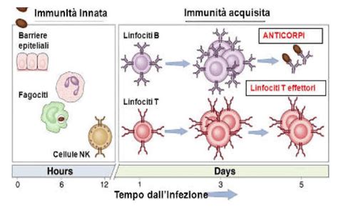 Grafico che mostra il declino della protezione immunitaria post-vaccinazione nel tempo.