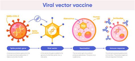 Diagramma che illustra il funzionamento di un vaccino a vettore virale.