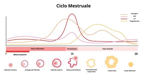 Infografica che illustra le diverse fasi del ciclo di risposta sessuale