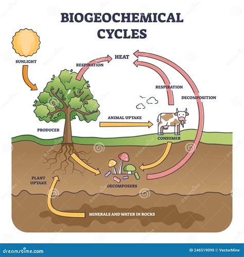 Illustrazione di un ciclo naturale di rigenerazione
