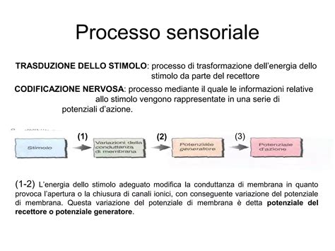 Diagramma che illustra l'interazione tra training cognitivo, memoria e velocità di processamento