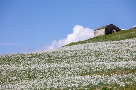 Panorama di Casaglia con la Via dei Narcisi in lontananza