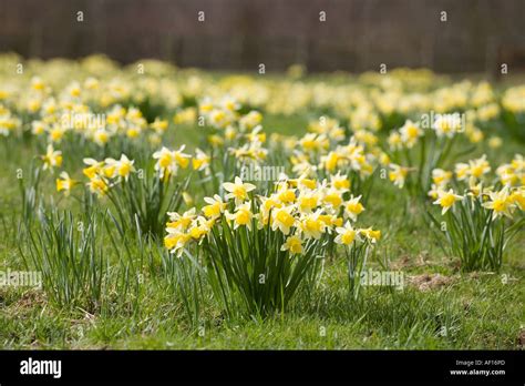Fioritura di narcisi selvatici in un prato