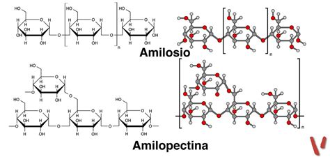 Struttura dell'Amido (Amilosio e Amilopectina)