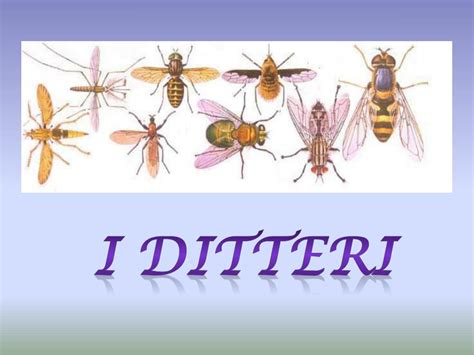 Un diagramma che illustra la classificazione dei Ditteri, l'ordine a cui appartengono i sirfidi