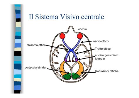 Schema della postura e del sistema visivo