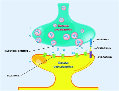 Schema di una sinapsi cerebrale