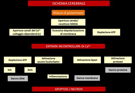 Diagramma che illustra le aree di specializzazione psichiatrica