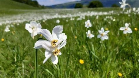 Paesaggio del Parco dell'Antola con fioritura di narcisi