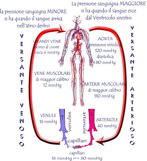 Schema che mostra la pressione sanguigna