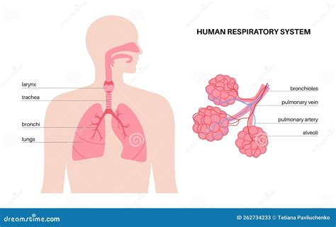 Diagramma del sistema respiratorio umano