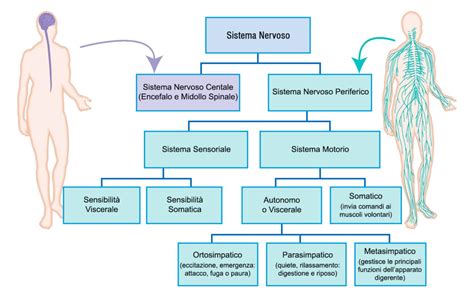 Schema del sistema nervoso autonomo con le sue due branche