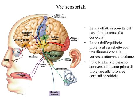 Diagramma che illustra le cinque vie sensoriali