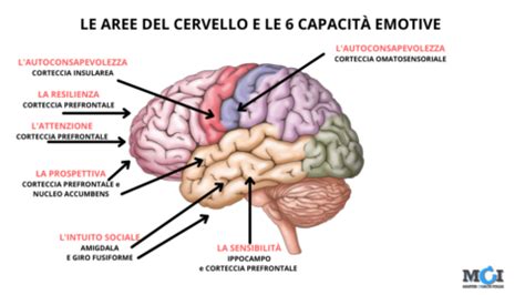 Rappresentazione schematica del cervello con evidenziate le aree coinvolte nella depressione