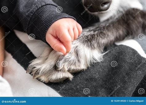 Bambino che accarezza un cane durante una sessione di dog therapy