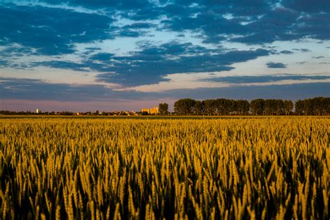 Campo di grano biologico