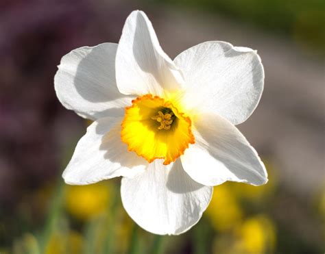 Fiore di narciso