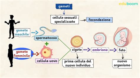 Diagramma delle quattro fasi della risposta sessuale