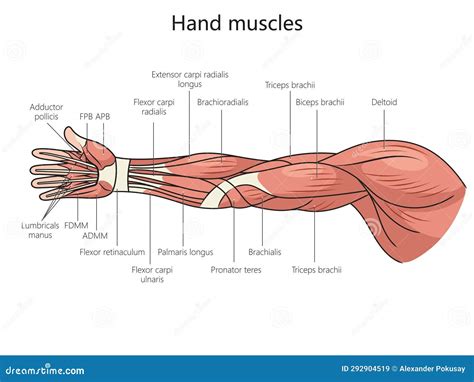 Diagramma anatomico del braccio che evidenzia i principali gruppi muscolari