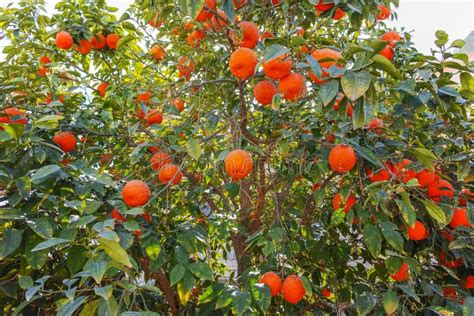 Albero di pompelmo con frutti maturi