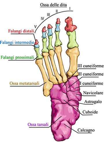 Anatomia scheletrica del piede umano