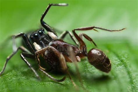 Immagine di un ragno saltatore che imita una formica