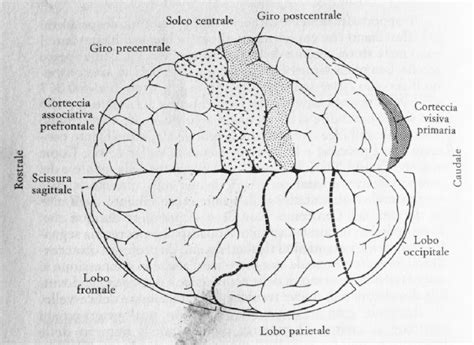 Illustrazione schematica del funzionamento cerebrale in caso di dissociazione