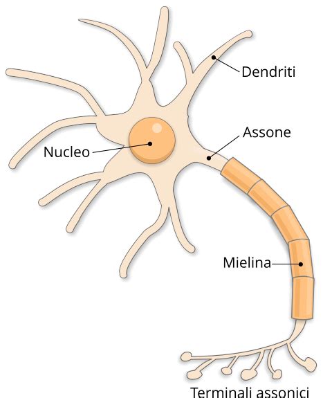 Diagramma che illustra la struttura di un neurone e la mielina