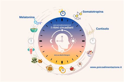 Diagramma dei ritmi circadiani umani