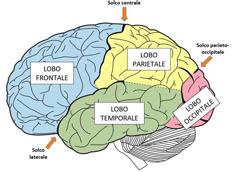 Diagramma del cervello che evidenzia i lobi frontali e temporali