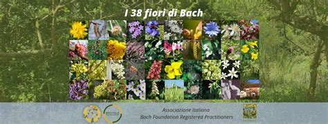 Illustrazione dei 38 Fiori di Bach