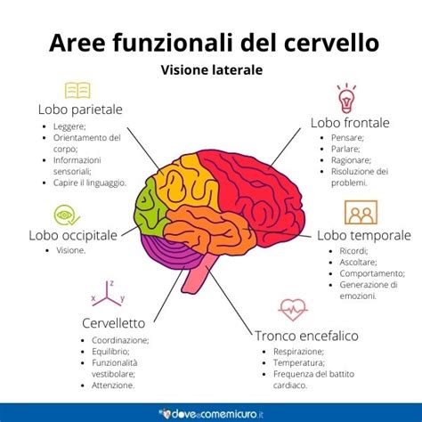 Illustrazione di un cervello con aree evidenziate che rappresentano le funzioni di lettura, scrittura e calcolo