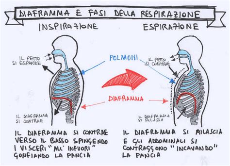 Illustrazione che mostra la respirazione diaframmatica, con enfasi sul movimento del diaframma e dell'addome