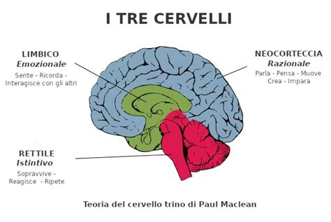 Diagramma del cervello trino di MacLean