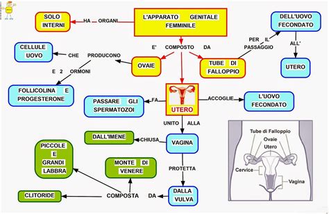 Schema dell'apparato riproduttivo maschile e femminile