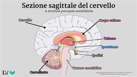 Immagine stilizzata di un cervello con aree evidenziate relative al sistema di ricompensa.