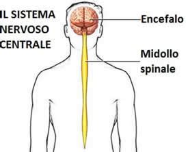 Diagramma che illustra il sistema nervoso centrale e i neurotrasmettitori.