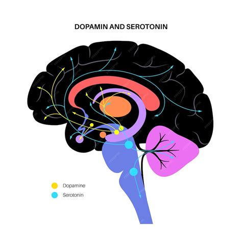 Schema del cervello con evidenziati i recettori della dopamina e della serotonina