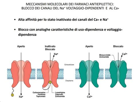 Schema del meccanismo d'azione del gabapentin sui canali del calcio