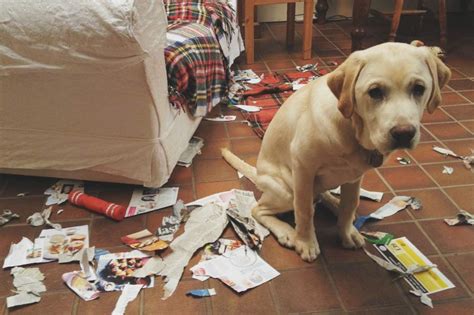 Cane che distrugge un divano