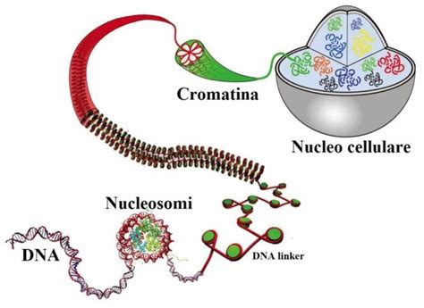 Illustrazione scientifica della struttura del DNA e dei cromosomi