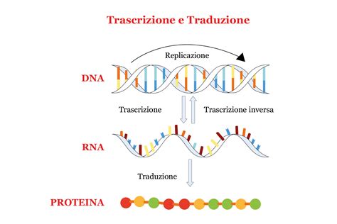 Diagramma che illustra la trasmissione genetica e le possibili mutazioni