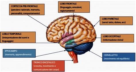 schema dei neuroni specchio nel cervello