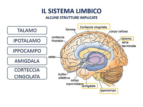 Illustrazione del sistema limbico nel cervello, evidenziando l'amigdala e l'ippocampo.