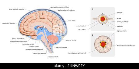 Diagramma che illustra il sistema serotoninergico cerebrale