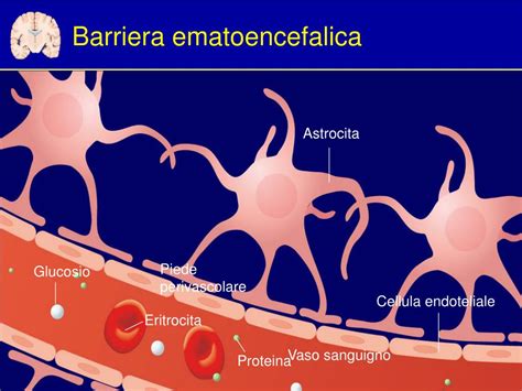 Illustrazione della barriera ematoencefalica e del suo attraversamento da parte delle citochine