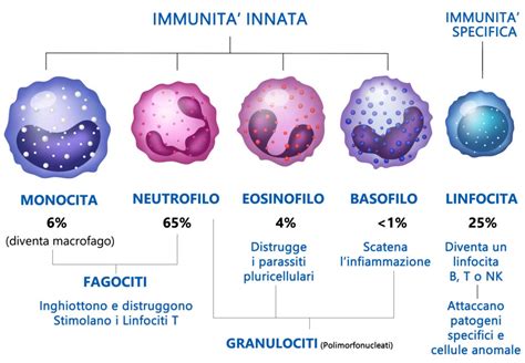 Infografica che illustra le diverse cellule del sistema immunitario e le loro funzioni