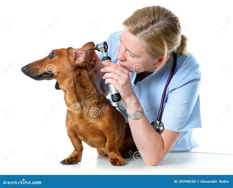 Medico veterinario che esamina un cane