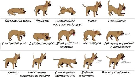 Diagramma del linguaggio corporeo del cane