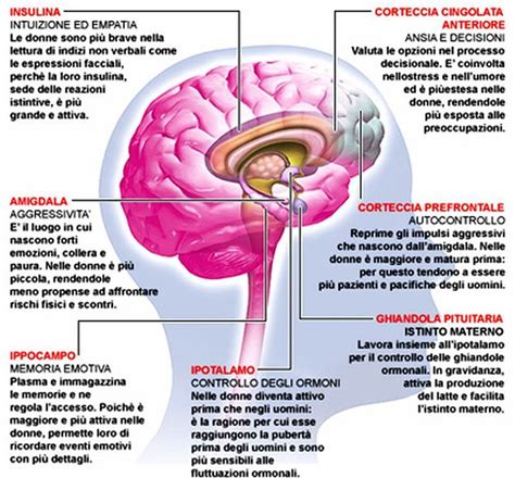 Infografica che illustra le diverse funzioni degli emisferi cerebrali
